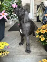 Sadie - Cane Corso , a female Cane Corso for sale in Louisville, KY – 5 of 10