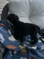 Boy #2 , a male Cane Corso for sale in Louisville, KY – 2 of 10