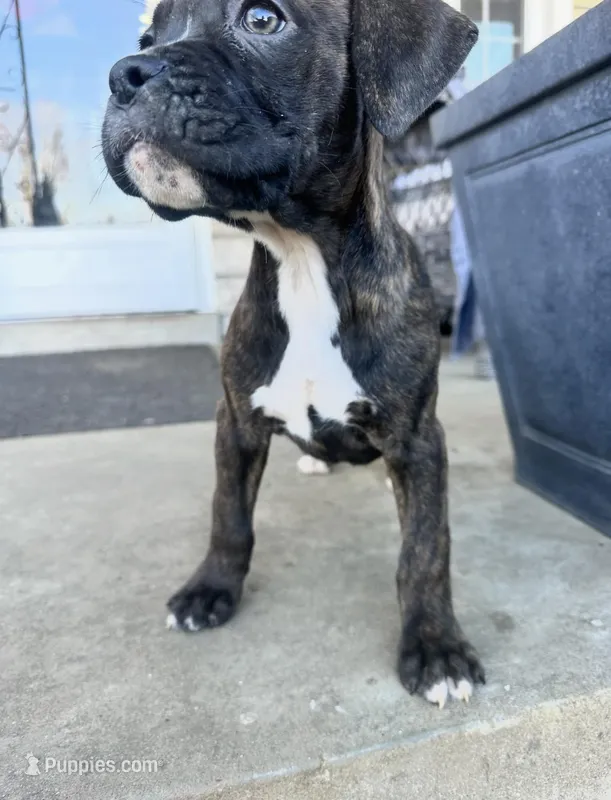 Boy  – Boxer, Cane Corso puppy for sale in Louisville, KY