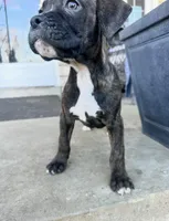 Boy , a male Boxer and Cane Corso for sale in Louisville, KY – Photo 1 of 7