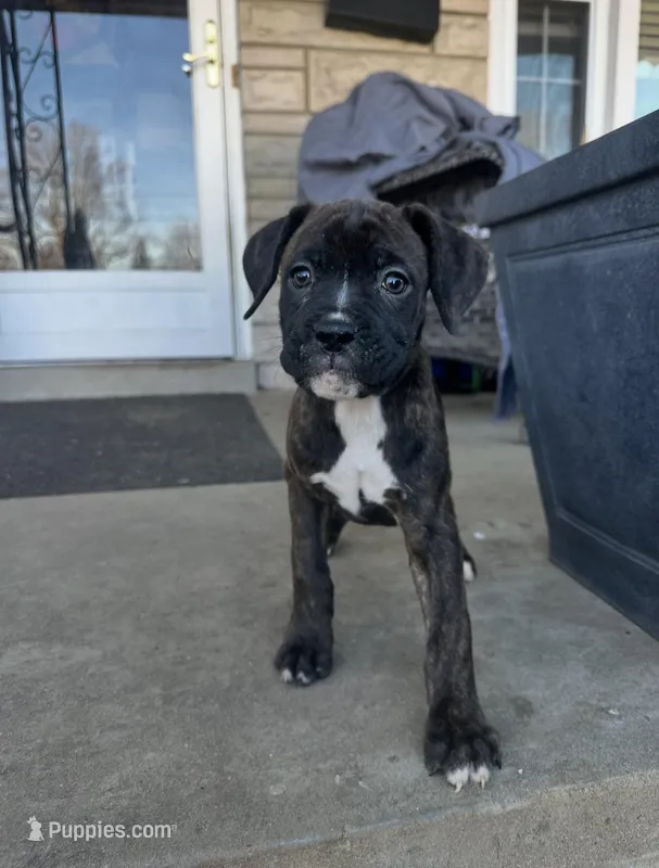 Boy  – Boxer, Cane Corso puppy for sale in Louisville, KY