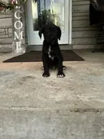 Boy #3 updated , a male Cane Corso for sale in Louisville, KY – 6 of 10