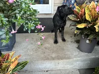 Lola , a male Cane Corso for sale in Louisville, KY – 7 of 8