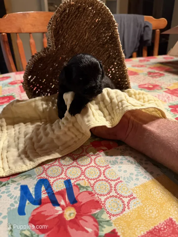 Male1 – Shihpoo puppy for sale in Bosworth, MO