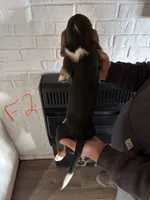 Female2, a female Basset Hound for sale in Bosworth, MO – Photo 2 of 2