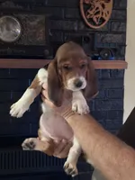 Female4, a female Basset Hound for sale in Bosworth, MO – Photo 1 of 2