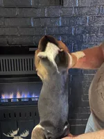 Female4, a female Basset Hound for sale in Bosworth, MO – Photo 2 of 2