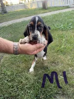 Male1, a male Basset Hound for sale in Bosworth, MO – 2 of 3