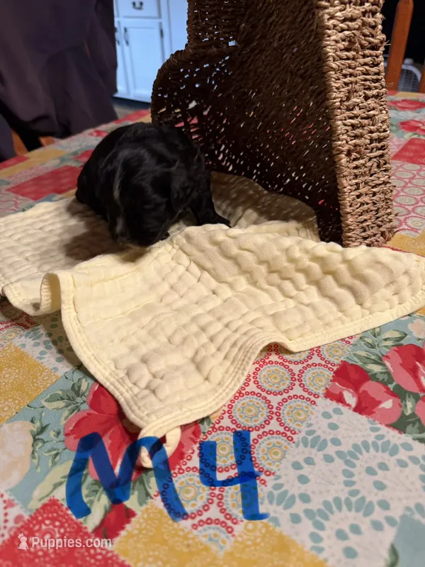 Male4 – Shihpoo puppy for sale in Bosworth, MO