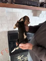 Female8, a female Basset Hound for sale in Bosworth, MO – Photo 2 of 2