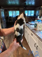 Male2, a male Basset Hound for sale in Bosworth, MO – Photo 2 of 2