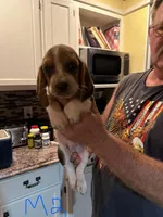 Male2, a male Basset Hound for sale in Bosworth, MO – Photo 1 of 2