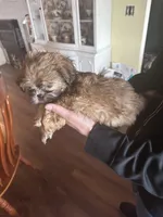 Male1, a male Shih Tzu for sale in Bosworth, MO – Photo 4 of 4