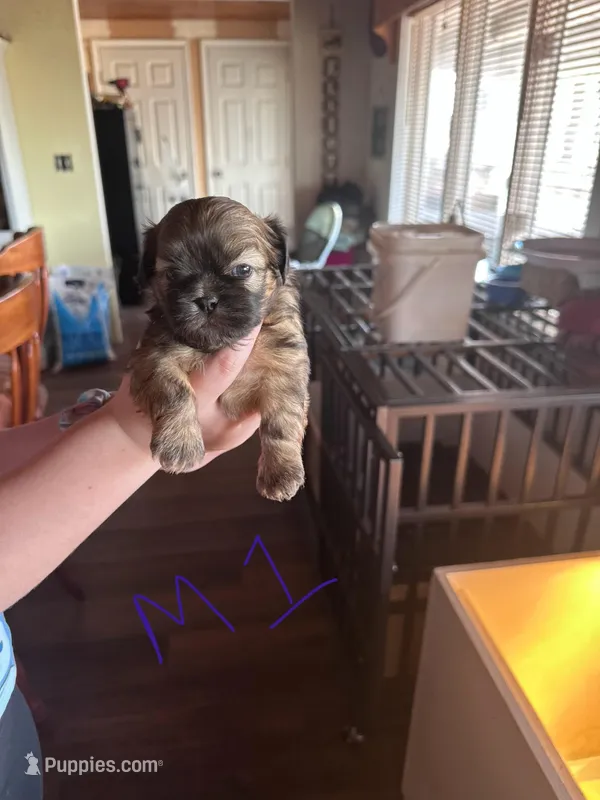 Male1, a male Shih Tzu for sale in Bosworth, MO – Photo 1 of 4
