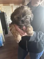 Male1, a male Shih Tzu for sale in Bosworth, MO – Photo 3 of 4