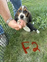 Female2, a female Basset Hound for sale in Bosworth, MO – 3 of 3