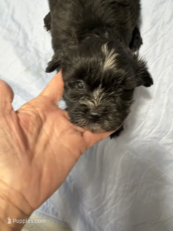 Male4 – Shihpoo puppy for sale in Bosworth, MO