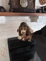 Female1, a female Basset Hound for sale in Bosworth, MO – Photo 1 of 2