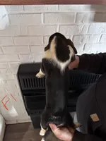 Female1, a female Basset Hound for sale in Bosworth, MO – Photo 2 of 2