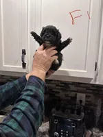 Female 1, a female Shihpoo for sale in Bosworth, MO – Photo 2 of 3