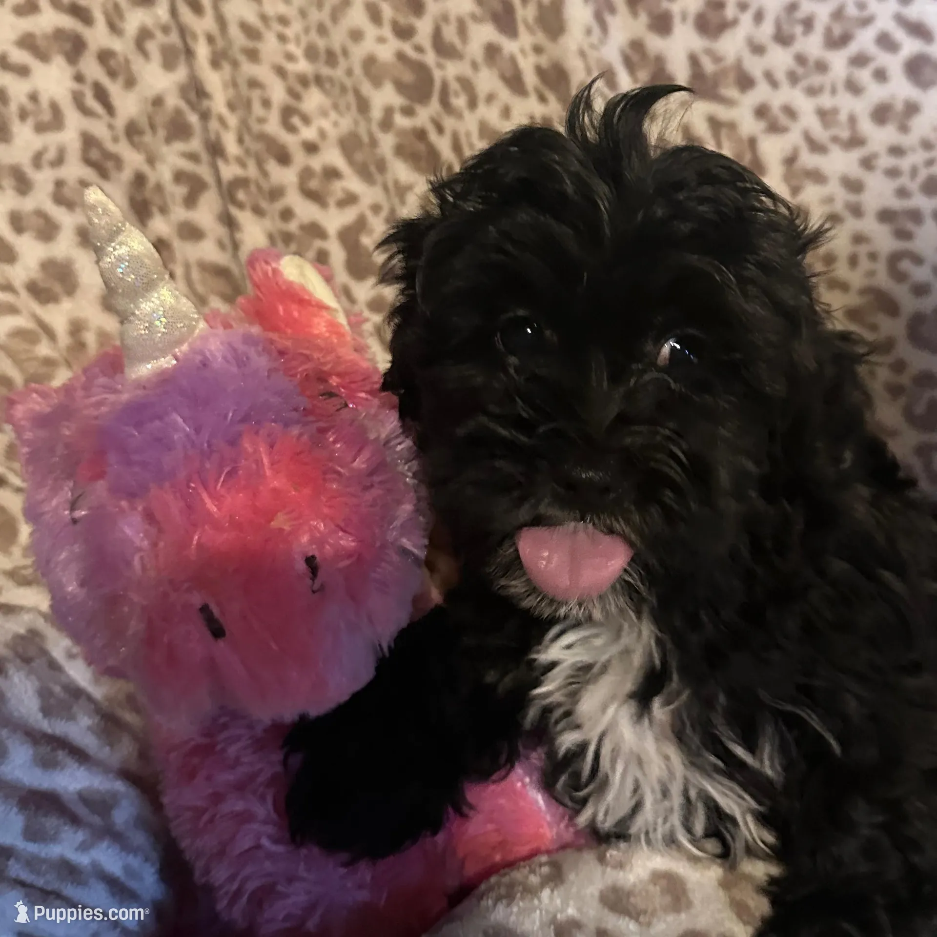 Female 1 – Shihpoo puppy for sale in Bosworth, MO