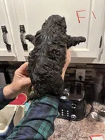 Female 1, a female Shihpoo for sale in Bosworth, MO – Photo 3 of 3