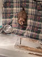 Female1, a female Shih Tzu for sale in Bosworth, MO – Photo 4 of 4