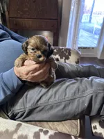 Female1, a female Shih Tzu for sale in Bosworth, MO – Photo 3 of 4