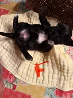 Female1, a female Shihpoo for sale in Bosworth, MO – 2 of 2