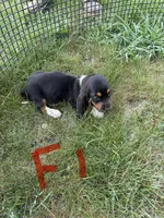 Female1, a female Basset Hound for sale in Bosworth, MO – 2 of 3