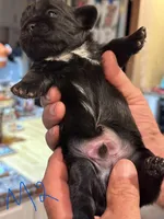 Male 2, a male Shih Tzu for sale in Bosworth, MO – Photo 3 of 6