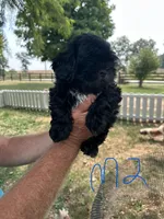 Male 2, a male Shih Tzu for sale in Bosworth, MO – Photo 1 of 6