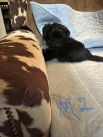 Male 2, a male Shih Tzu for sale in Bosworth, MO – Photo 2 of 6