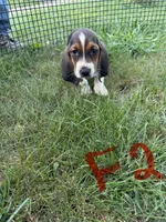 Female2, a female Basset Hound for sale in Bosworth, MO – 2 of 3