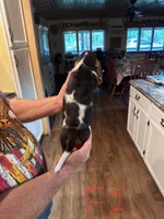 Female2, a female Basset Hound for sale in Bosworth, MO – Photo 2 of 2