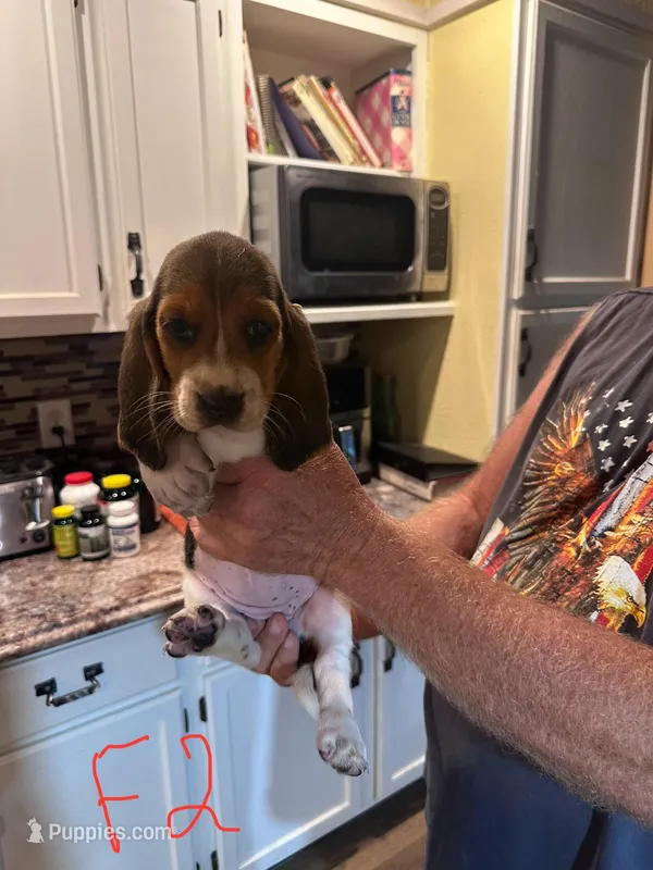Female2, a female Basset Hound for sale in Bosworth, MO – Photo 1 of 2