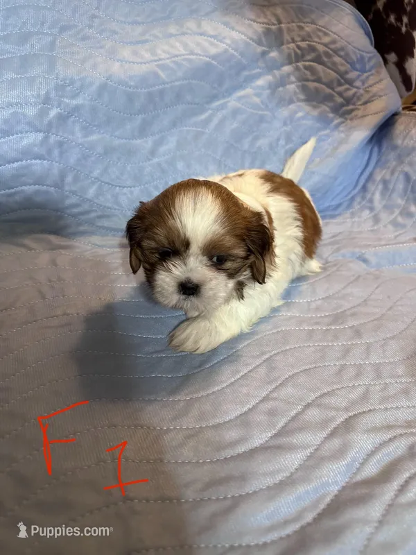 Female 1, a female Shih Tzu for sale in Bosworth, MO – Photo 1 of 3