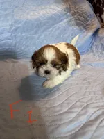 Female 1, a female Shih Tzu for sale in Bosworth, MO – Photo 1 of 3