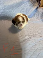 Female 1, a female Shih Tzu for sale in Bosworth, MO – Photo 3 of 3