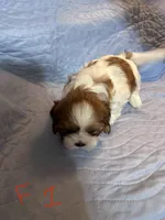 Female 1, a female Shih Tzu for sale in Bosworth, MO – Photo 2 of 3
