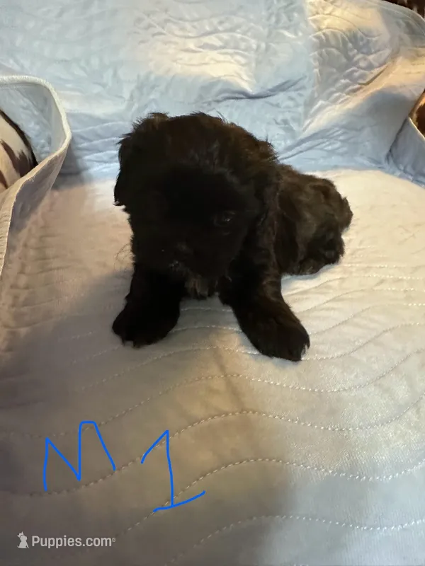 Male 1, a male Shih Tzu for sale in Bosworth, MO – Photo 1 of 3