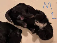 Male 1, a male Shih Tzu for sale in Bosworth, MO – Photo 3 of 3