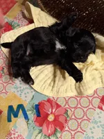 Male1, a male Shihpoo for sale in Bosworth, MO – 2 of 2