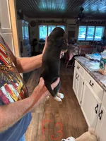 Female 3, a female Basset Hound for sale in Bosworth, MO – Photo 2 of 2