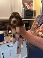 Female 3, a female Basset Hound for sale in Bosworth, MO – Photo 1 of 2