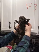 Female 3, a female Shihpoo for sale in Bosworth, MO – Photo 1 of 3