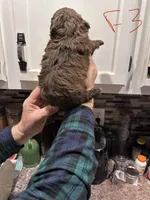 Female 3, a female Shihpoo for sale in Bosworth, MO – Photo 3 of 3