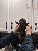 Female 3, a female Shihpoo for sale in Bosworth, MO – Photo 2 of 3