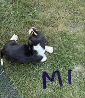 Male1, a male Basset Hound for sale in Bosworth, MO – 3 of 3