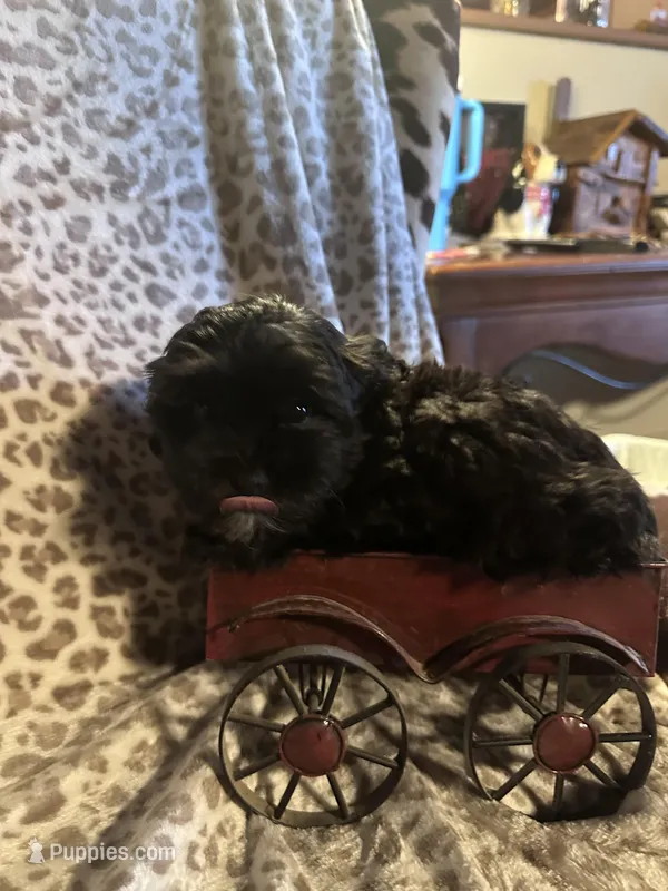 Female 2 – Shihpoo puppy for sale in Bosworth, MO